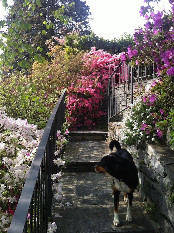 Casa Alice Daire Locarno Oda fotoğraf